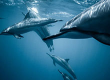 开云体育下载：一键开启的专属体育娱乐新体验